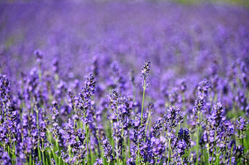 Lavender flowers field spring season nature background
