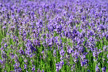 Lavender flowers spring season nature background
