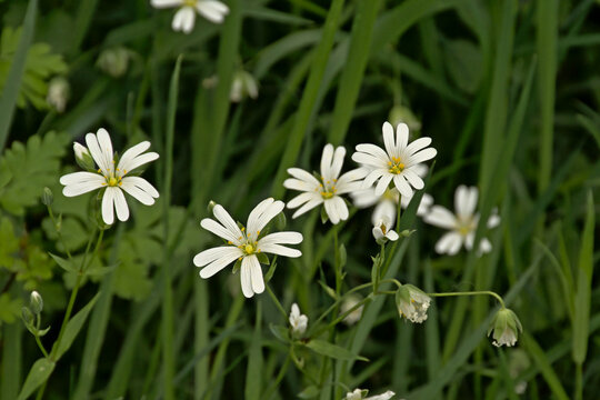 Addersmeat flower, selective focus with green  bokeh background.also known as greater stitchwort or Stellaria holostea