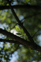 Grüne Blätter eines Baumes im Gegenlicht eines Sommertages. 