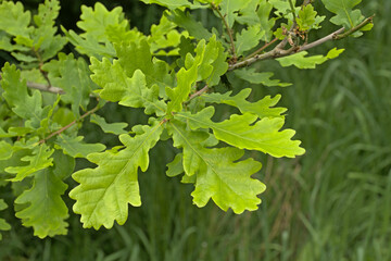 Fototapeta na wymiar Branch with fresh green spring leafs of an oak, selective focus