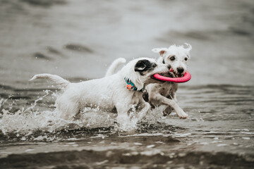 Psy bawią się aportują na plaży w Sobieszewie, Morze Bałtyckie, Polska © danielszura
