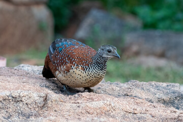 Painted spurfowl or Galloperdix lunulata observed in Hampi, India