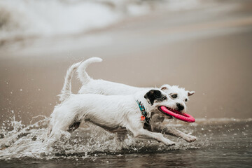 Psy bawią się aportują na plaży w Sobieszewie, Morze Bałtyckie, Polska
