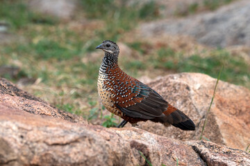 Painted spurfowl or Galloperdix lunulata observed in Hampi, India