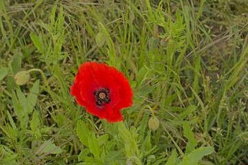 Red poppy in the green grass, overhead view,  selective focus