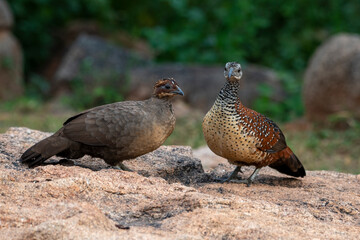 Painted spurfowl or Galloperdix lunulata observed in Hampi, India