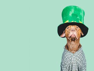 Happy St. Patrick's Day. Lovable, pretty puppy and a bright green leprechaun hat. Closeup, studio...