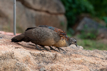 Painted spurfowl or Galloperdix lunulata observed in Hampi, India