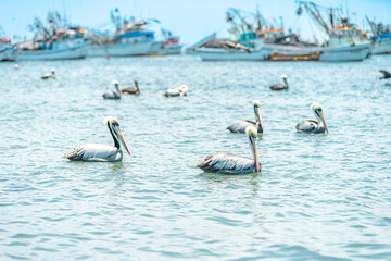 pelicans in nature in the water