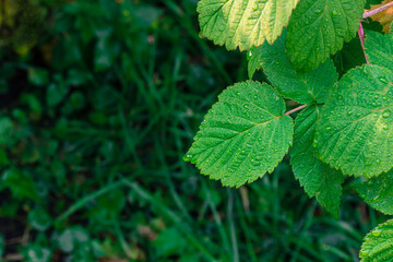 Green juicy raspberry leaves in dew drops
