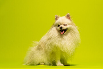 Spitz alemão branco sentado ou deitado em fundo verde limao