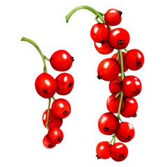 Watercolor set of red ripe currant berries isolated on white background. Hand drawn botanical illustration. Clip art berry branches.