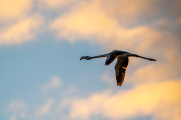 Fototapeta premium Flamingo silhouette flying during sunset with beautiful coloured clouds!