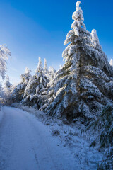 Coniferous trees covered with ice and snow on the Großer Feldberg in the Taunus/Germany