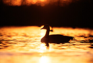 Kanadagans schwimmt zur goldenen Stunde auf einem See der das Sonnenlicht golden reflektiert