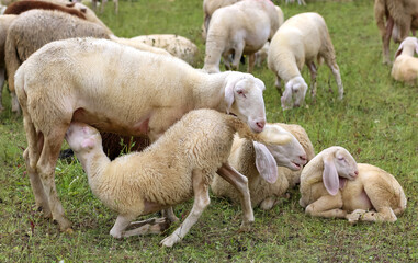 Obraz premium mother sheep feeding her lamb in the flock of white sheep