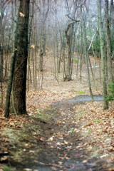 path in autumn forest