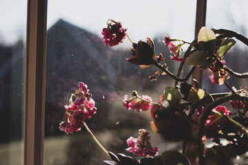 Red Flowers by Window