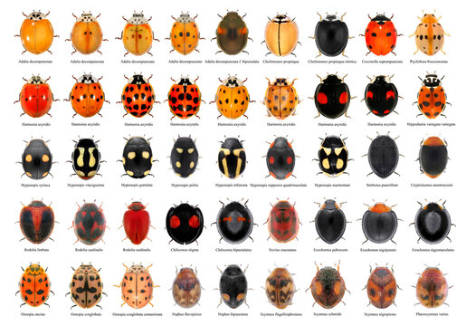 Ladybugs (ladybird beetles) (Coleoptera: Coccinellidae) isolated on a white background