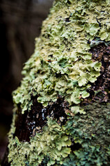 lichen on tree