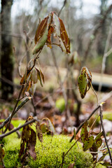 spring in the forest