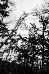 silhouette of a tree in the forest