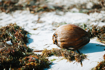 Coconut on the sand in the surf on a white sand beach in tropical Cancun Mexico