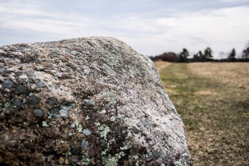 rocks in the forest