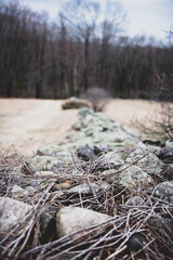 stump in the forest