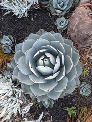 California Succulent