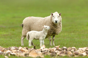 Close up of a young lamb looking up at her mother.  The ewe, or female sheep,  is facing camera and stood near a large feed of chopped turnips.  Clean background.  Copy space.  Horizontal.