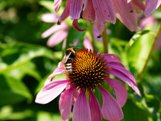 Bumblebee on Coneflower - Pollination in Action