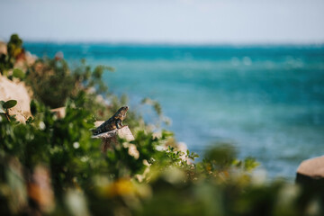 Iguanas sitting in the sun in Cancun, Mexico