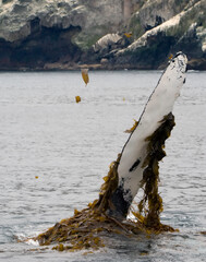 Humpback Whale Pectoral Fin Entangled In Kelp