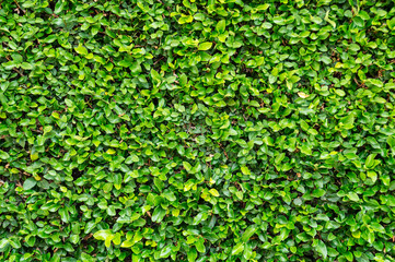 Wall of green vines. Pattern. Space for advertising. Design element. Background. Horizontal.