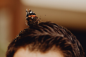 Papillon posé sur la tête d'un homme