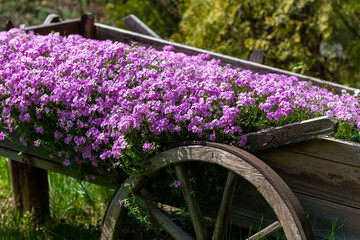 Fototapeta premium wóz z kwiatami w ogrodzie
