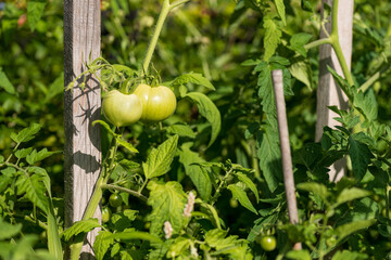 Fototapeta ekologiczne pomidory w przydomowej uprawie obraz