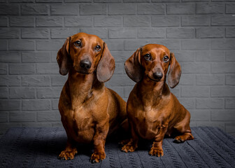 two beautiful dachshunds