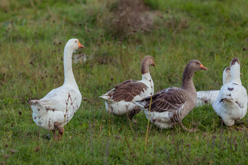 Naklejka na ściany i meble Domestic geese on a meadow. Geese in the grass, domestic bird, flock of geese