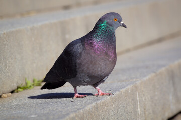 pigeon in the city