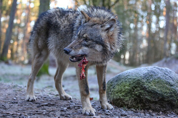 Fototapeta premium ein wolf frisst ein stück fleisch, hintergrund wald im winter, canis lupus