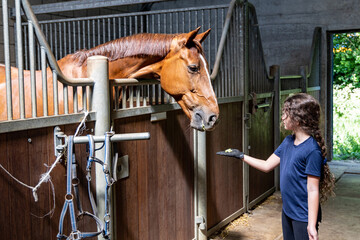 A girl feeds a horse in a stable