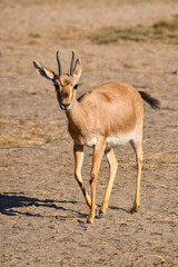 impala in the desert