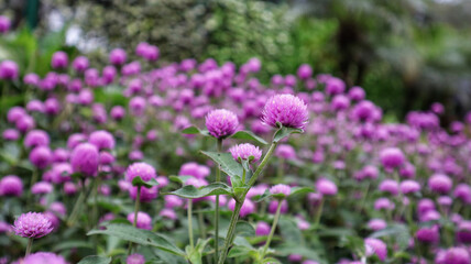 Globe amaranth or Gomphrena globosa round shaped vibrant flower inflorescence.