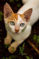 Black and white Indian cat with Beautiful blue eyes, The Potrait Picture of the Beautiful Domestic indian Cat.