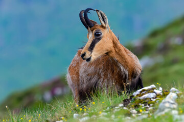 Chamois, Rupicapra rupicapra, hiding behind a mountain side, starring at the camera. Wildlife scene...