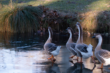 Goose are going for an icewalk