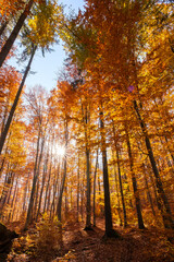 Autumn beech forest with sun rays among yellow leaves. Golden bright mystical mysterious landscape with fabulous trees. A journey through the forest. Beauty of nature. Natural background for design